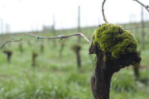Our old vine Chasselas Doré vineyard freshly pruned in the spring in a bed of fresh green grass.
