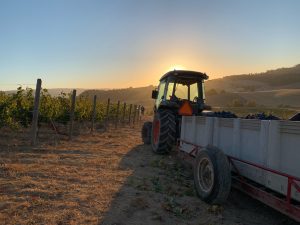 A tractor at sunrise hauling bins of grapes at harvest on the laurel ridge estate vinyeard.