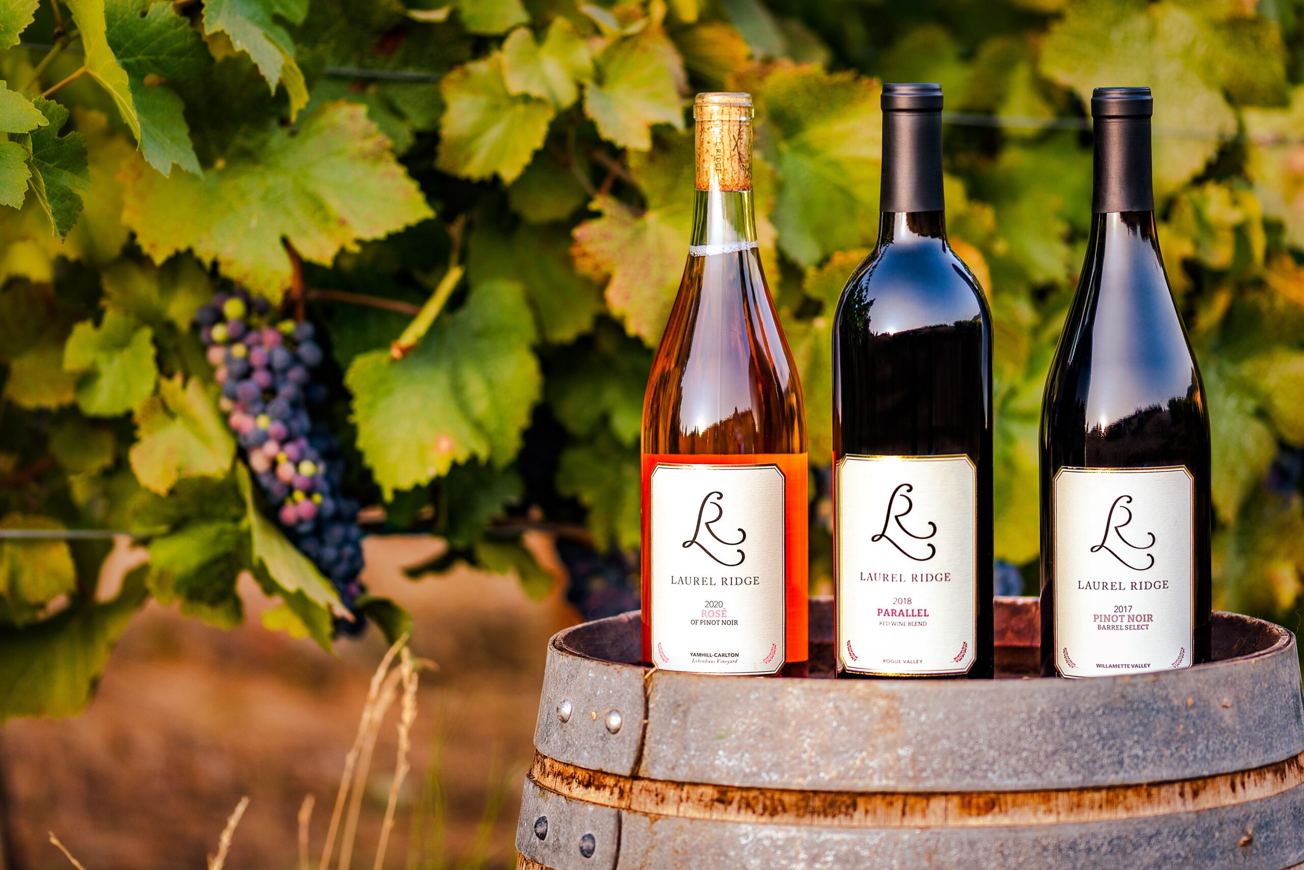 three Laurel Ridge wines sitting on a wine barrel in the Finn Hill Estate Vineyard infront of some ripening pinot noir grapes.