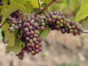 pinot gris grape clusters during verasion in the Finn Hill Estate Vineyard